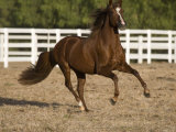 Chestnut Peruvian Paso Stallion Cantering in Field, Ojai, California, USA Posters by Carol Walker