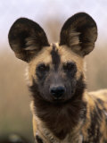 African Wild Dog, Portrait, South Africa Posters par Pete Oxford