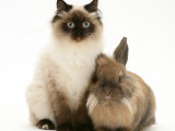Young Birman-Cross Cat with Dwarf Lionhead Rabbit Affiches par Jane Burton