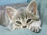 Domestic Cat, Blue Tabby Kitten Posters av Jane Burton