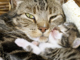 Domestic Cat, Tabby Mother and Her Sleeping 2-Week Kitten Affiches par Jane Burton
