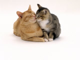 Domestic Cat Father, Red Male with His Agouti Tabby Male Kitten Photo by Jane Burton
