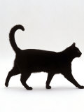 Domestic Cat, Black Short-Hair Male, Walking Profile Affiches par Jane Burton