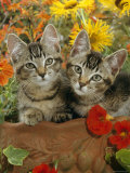 10-Week, Short-Haired Ticked Tabby Kittens with Nasturtiums, Montbretia and Yellow Daisies Pôsters por Jane Burton 10-Week, Short-Haired Ticked Tabby Kittens with Nasturtiums, Montbretia and Yellow Daisies Pôsters por Jane Burton