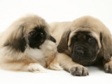 Pekingese Pup with English Mastiff Puppy Affiches par Jane Burton