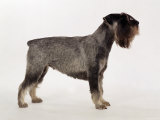 Side Profile of Schnauzer Photo by Steimer 