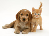Golden Cocker Spaniel Puppy with British Shorthair Red Tabby Kitten Prints by Jane Burton