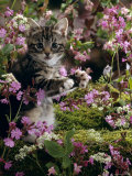 Domestic Cat, 8-Week, Tabby Among Red Campion and Hedge Parsley Prints by Jane Burton