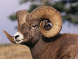 Rocky Mountain Bighorn Sheep, Ram, Jasper National Park, Alberta, USA Posters by Lynn M. Stone