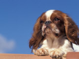 King Charles Cavalier Spaniel Adult Portrait Poster by Adriano Bacchella