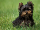 Yorkshire Terrier Puppy Sitting in Grass Posters par Adriano Bacchella
