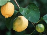 Lemons on Tree Posters by Petra Wegner
