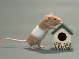 Domestic Mouse Pósters por De Meester Domestic Mouse Pósters por De Meester