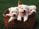 Three West Highland Terrier / Westie Puppies in a Basket Prints by Adriano Bacchella