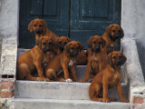 Domestic Dogs, Seven Rhodesian Ridgeback Puppies Sitting on Steps Posters av Adriano Bacchella Domestic Dogs, Seven Rhodesian Ridgeback Puppies Sitting on Steps Posters av Adriano Bacchella