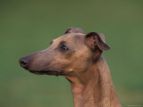 Fawn Whippet Profile Photo by Adriano Bacchella