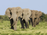 African Elephant, Bulls Walking in Line, Etosha National Park, Namibia Affiches par Tony Heald