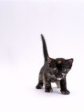 Domestic Cat, 5-Week, Tortoiseshell Kitten Posters par Jane Burton