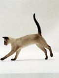 Domestic Cat, Seal-Point Siamese Juvenile Running Profile Posters by Jane Burton