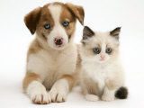 Blue-Eyed Red Merle Border Collie Puppy with Birman-Cross Kitten, Blue Eyes Affiches par Jane Burton
