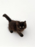 Domestic Cat, Black Fluffy Kitten Looking Up, Viewed from Above Láminas por Jane Burton