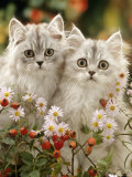 Domestic Cat, Two Silvertabby Persian Kittens Among Michaelmas Dasies and Rose Hip Posters por Jane Burton Domestic Cat, Two Silvertabby Persian Kittens Among Michaelmas Dasies and Rose Hip Posters por Jane Burton
