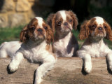 Three King Charles Cavalier Spaniel Puppies on Log Print by Adriano Bacchella