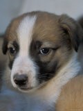 Half / Mixed Breed Puppy Print by Adriano Bacchella