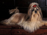 Shih Tzu Portrait with Hair Tied Up, Lying on Drawers Posters by Adriano Bacchella