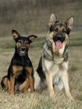 German Shepherd and Mixed Breed Dogs Posters by Petra Wegner