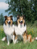 Two Collie Dogs Print by Petra Wegner