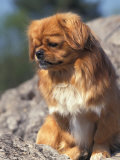 Tibetan Spaniels Sitting on Rocks and Looking Down Posters by Adriano Bacchella
