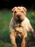 Young Shar Pei Portrait Showing Wrinkles on Head and Chest Pósters por Adriano Bacchella Young Shar Pei Portrait Showing Wrinkles on Head and Chest Pósters por Adriano Bacchella
