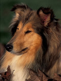 Rough Collie Portrait Affiches par Adriano Bacchella
