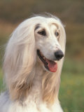 Domesti Dog, Afghan Hound Portrait Prints by Adriano Bacchella
