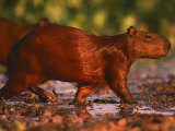 Capybara, Pantanal, Brazil Prints by Pete Oxford