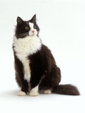 Domestic Cat, Black and White Male Posters by Jane Burton Domestic Cat, Black and White Male Posters by Jane Burton