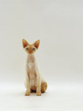 Domestic Cat, Rex Portrait Posters by Jane Burton
