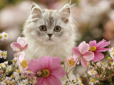 Domestic Cat, Silvertabby Kitten Among Michaelmas Dasies, Japanese Anemones and Cosmos Dasies Print by Jane Burton