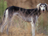 Saluki Portrait Pósters por Adriano Bacchella Saluki Portrait Pósters por Adriano Bacchella