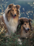 Two Shetland Sheepdogs Panting Posters par Adriano Bacchella