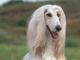 Afghan Hound Portrait Prints by Adriano Bacchella