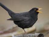 Blackbird (Turdus Merula) Male Singing, Helsinki, Finland Pósters por Markus Varesvuo Blackbird (Turdus Merula) Male Singing, Helsinki, Finland Pósters por Markus Varesvuo