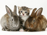 Tabby Kitten with Two Rabbits Print by Jane Burton