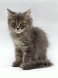 Domestic Cat, 10-Week, Grey Tabby Persian-Cross Kitten Photo by Jane Burton