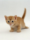 Domestic Cat, 'Pansy's' 4-Week Red Kitten Póster por Jane Burton