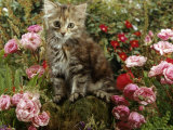 Domestic Cat, 8-Week, Long Haired Tabby Kitten with Pink Roses Photo by Jane Burton
