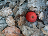 Apple, and Hoarfrost Covered Leaves in Winter Pósters por De Cuveland Apple, and Hoarfrost Covered Leaves in Winter Pósters por De Cuveland