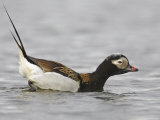 Long-Tailed Duck (Clangula Hyemalis) Male Leaning Forward in Water, Iceland Prints by Markus Varesvuo