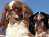 Two King Charles Cavalier Spaniel Adults Prints by Adriano Bacchella
